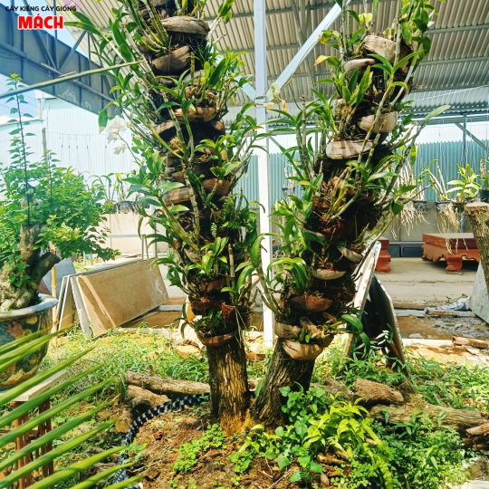 LAN HỒ ĐIỆP RỪNG