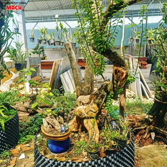 CÂY KIỂNG 3
