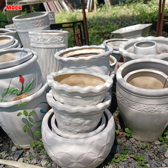 CUNG CẤP CHẬU KIỂNG
