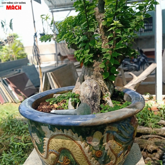 HOA GIẤY