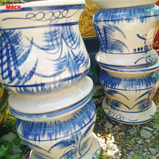 CHẬU KIỂNG ĐẸP - CHẬU GIÁ TỐT