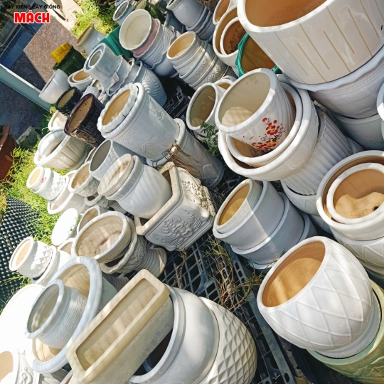 CHẬU KIỂNG ĐẸP GIÁ RẺ TẠI GÒ CÔNG