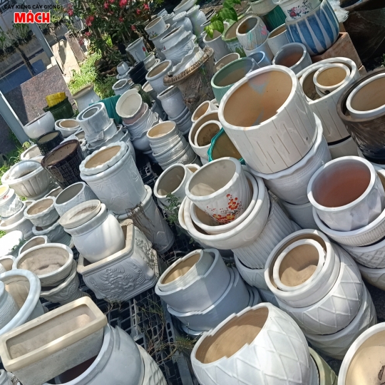 CHẬU KIỂNG ĐẸP GIÁ RẺ TẠI GÒ CÔNG