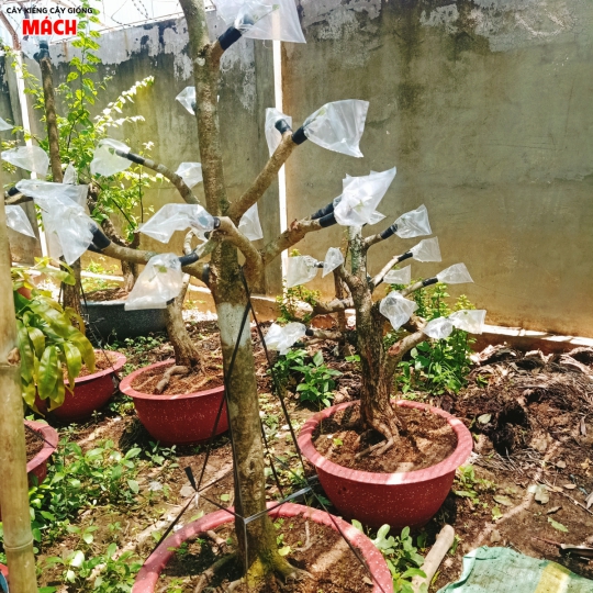 MAI TỨ QUÝ GHÉP CÚC THỌ HƯƠNG 2