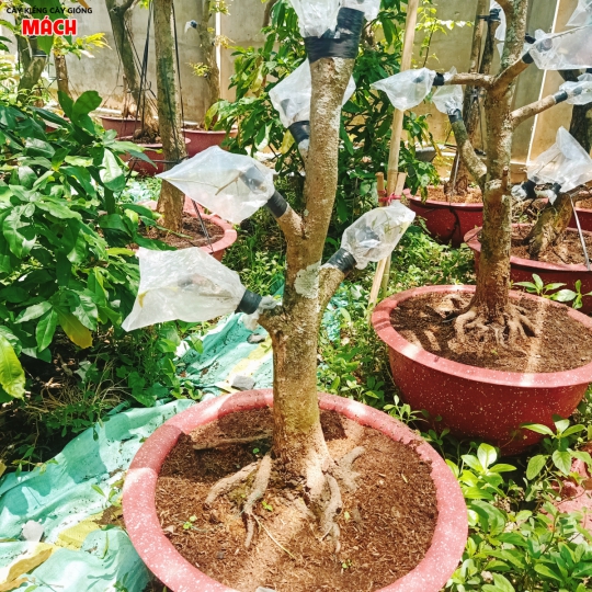 VƯỜN MAI  VÀNG GÒ CÔNG