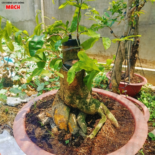 MAI VÀNG GHÉP CÚC THỌ HƯƠNG