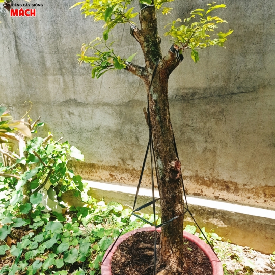 Mai Tứ Quý Ghép Cúc thọ Hương