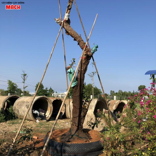 CUNG CẤP THI CÔNG CÂY CÔNG TRÌNH GÒ CÔNG